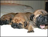 Puppies 1-3 weeks - Pennut 1-3 viikkoa
